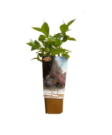 Skarainā hortenzija 'PHANTOM', pods, 2L