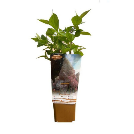 Skarainā hortenzija 'PHANTOM', pods, 2L