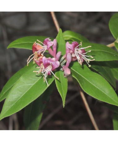 Henrija mūžzaļais vīteņaugs, konteiners 4L