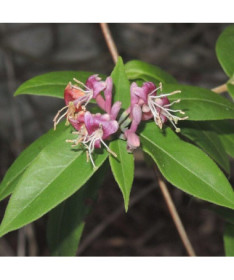 Henrija mūžzaļais vīteņaugs, konteiners 4L