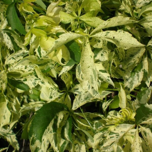 Vīnogu pūce Star Showers (piecu lapu) pods, 4L