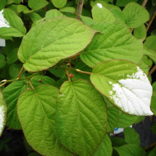Kiwi Actinidia Apputeksnētājs Adams (Raiblapu) VĪRIEŠU, 2L pods