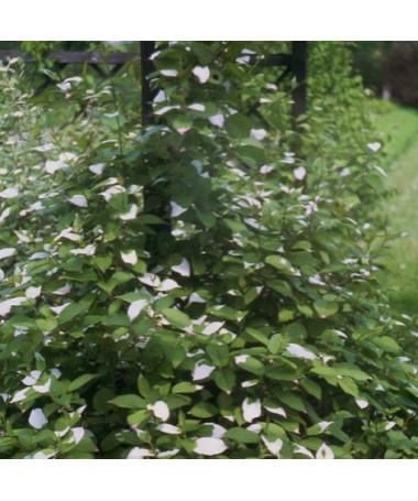 Kiwi Actinidia Apputeksnētājs Adams (Raiblapu) VĪRIEŠU, 2L pods