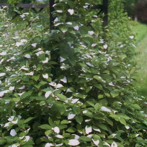 Kiwi Actinidia Apputeksnētājs Adams (Raiblapu) VĪRIEŠU, 2L pods