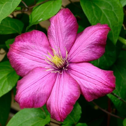 Clematis Ville de Lyon pods 4L
