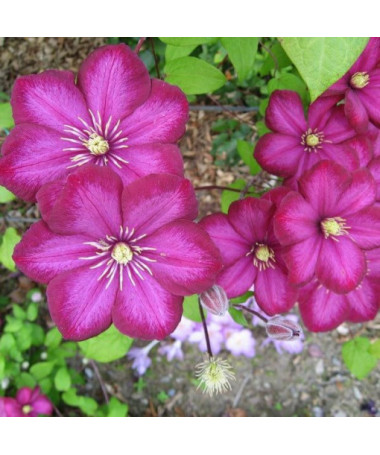 Clematis Ville de Lyon pods 4L