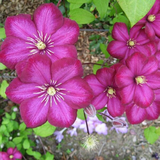 Clematis Ville de Lyon pods 4L