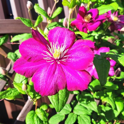 Clematis Ville de Lyon pods 4L