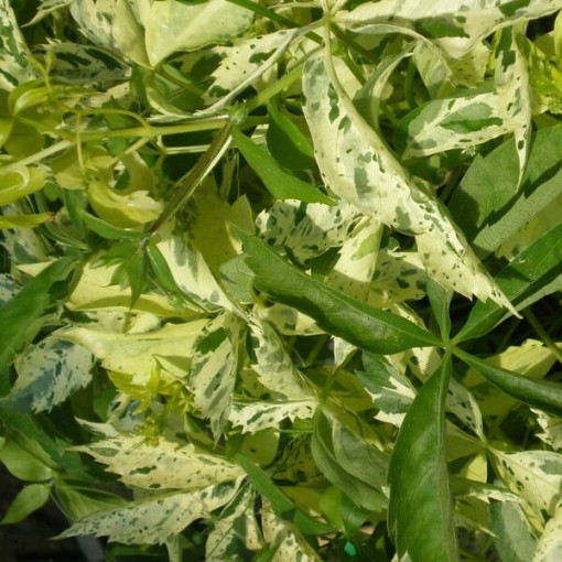 Vīnogu pūce Star Showers (piecu lapu) pods, 4L