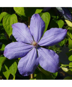 Clematis Mrs Cholmondeley (lielziedu) 4L pods