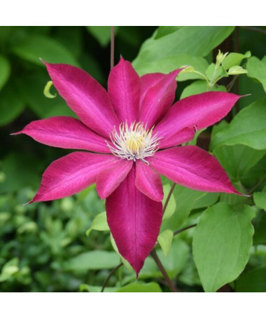 Clematis 'Kakio Pink Champagne' 4L pods