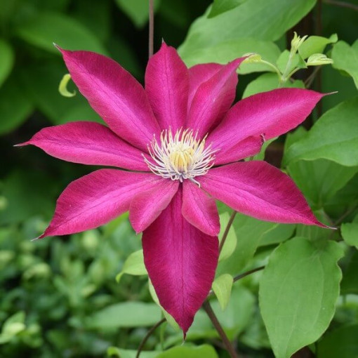 Clematis 'Kakio Pink Champagne' 4L pods