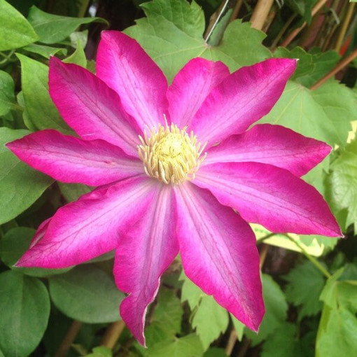 Clematis 'Kakio Pink Champagne' 4L pods