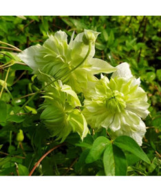 Clematis Alba Plena Pilns-Pusotrs pods. 4L