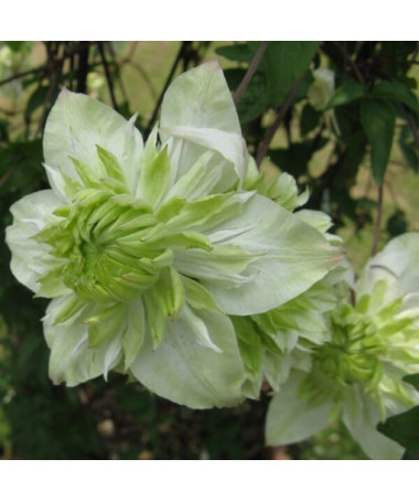 Clematis Alba Plena Pilns-Pusotrs pods. 4L