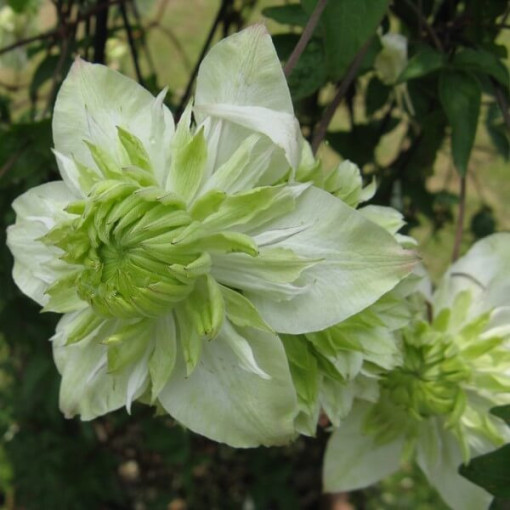 Clematis Alba Plena Pilns-Pusotrs pods. 4L