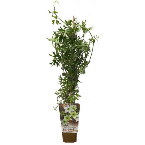 Botāniskā Clematis Early Sensation pods. 4L