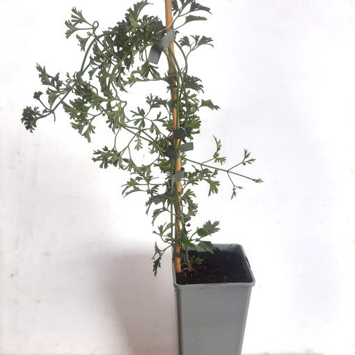 Botāniskais klematīts Early Sensation, 2L pods.