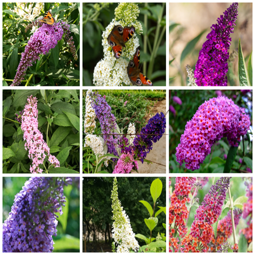 3 gabalu komplekts, MIX neapzīmētām Budlejām P9/C1