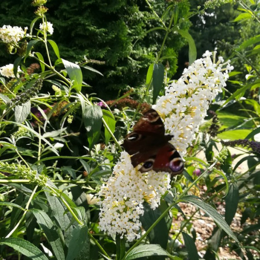 3 gabalu komplekts, MIX neapzīmētām Budlejām P9/C1