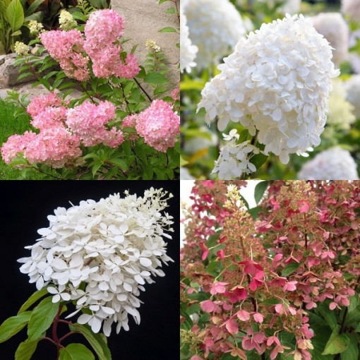 Komplekts no 3 augiem, MIX hortenzijām, kas marķētas 2L traukos.