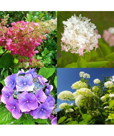 Komplekts no 3 augiem, MIX hortenzijām, kas marķētas 2L traukos.