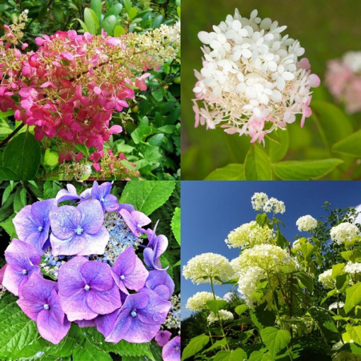 Komplekts no 3 augiem, MIX hortenzijām, kas marķētas 2L traukos.