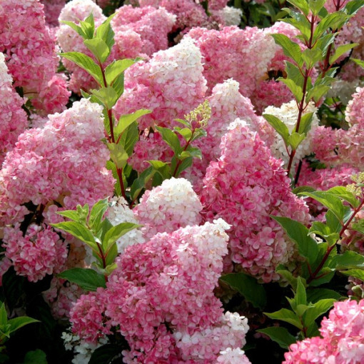 Komplekts no 3 augiem, MIX hortenzijām, kas marķētas 2L traukos.