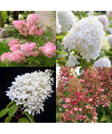 Komplekts 3 gab., Hortenziju MIX (neapzīmēti) P9/C1