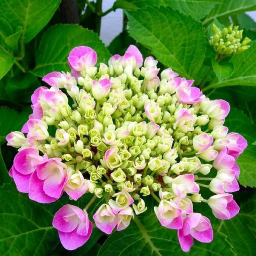 Komplekts 3 gab., Hortenziju MIX (neapzīmēti) P9/C1