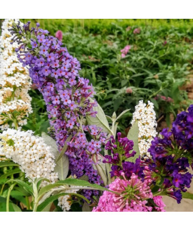 Komplekts 3 gab., Neapzīmētu Budleju MIX 2L