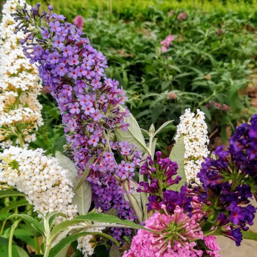 Komplekts 3 gab., Neapzīmētu Budleju MIX 2L