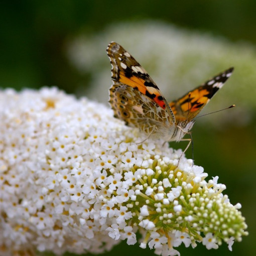 Komplekts 3 gab., Neapzīmētu Budleju MIX 2L