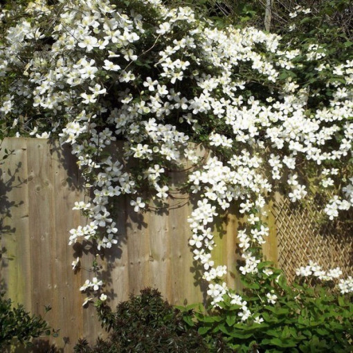 Kalnu klematis Montana Grandiflora pods, 4L