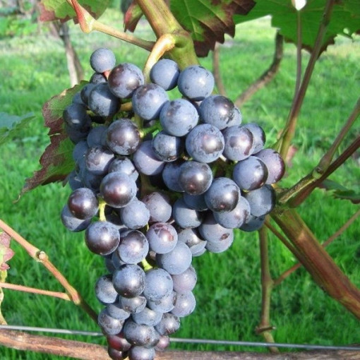 Dornfelder vīnogulājs 2L