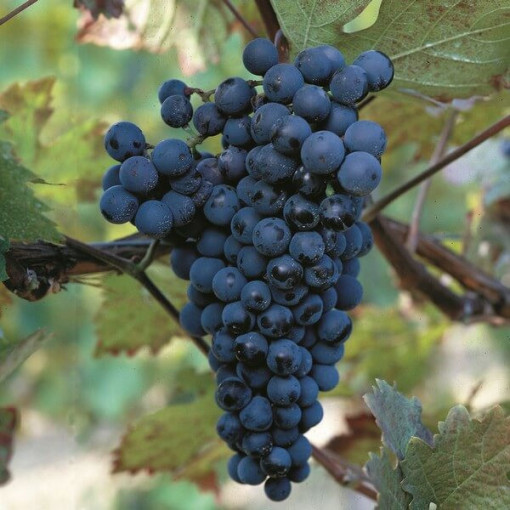 Vīnogu vīns Alden, 2L