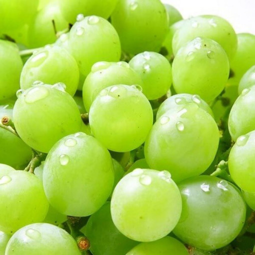 Vīnogulājs Solaris, trauks 2L