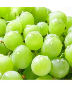 Vīnogulājs Solaris, trauks 2L