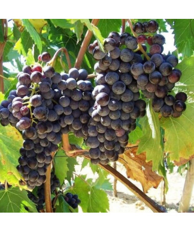 Vīnogulājs Boskoop Glory 2L