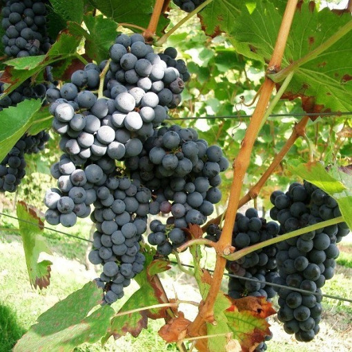 Vīnogulājs Fredonia 2L