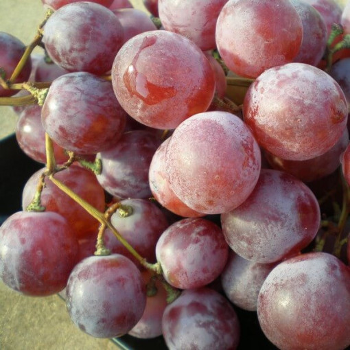 Vīnogulājs Swenson Red SALAIZTURĪGS 2L pods