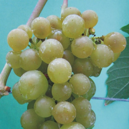 Vīnogulājs Jutrzenka 2L pods