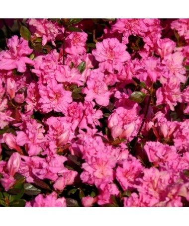 Rododendrs (Azālija) 'Petticoat' P9/C1