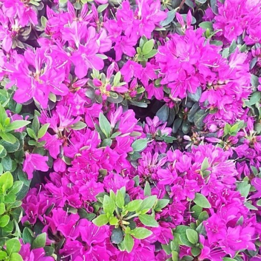 Rododendrs (Azālija) 'Geisho Purple' P9/C1