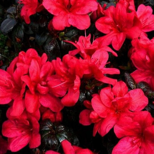 Rododendrs (Azālija) Fridoline P9/C1