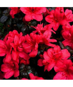 Rododendrs (Azālija) Fridoline P9/C1