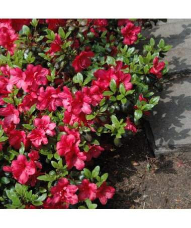 Rododendrs (Azālija) Fridoline P9/C1