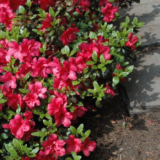 Rododendrs (Azālija) Fridoline P9/C1