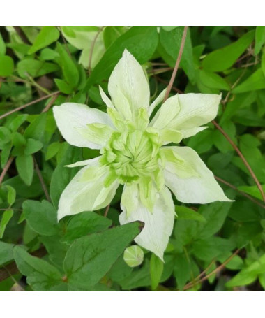Clematis Alba Plena Pilns-Puspilns P9/C1