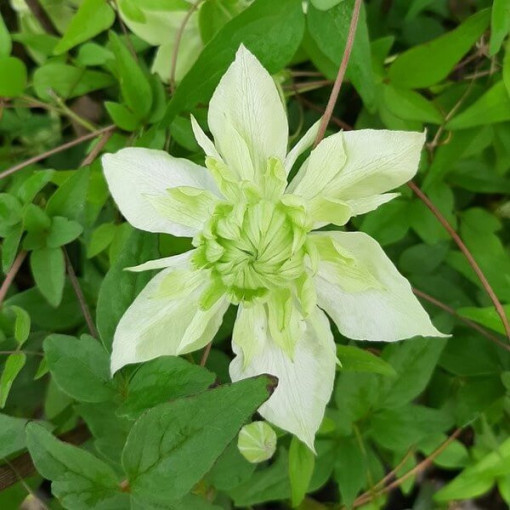 Clematis Alba Plena Pilns-Puspilns P9/C1